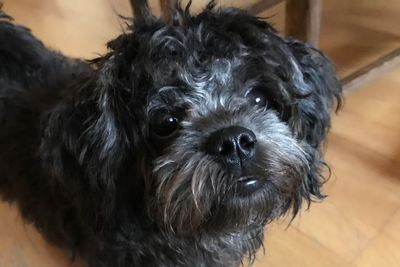 Close-up portrait of dog at home