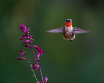 Close-up of bird flying