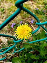Close-up of yellow flowering plant on field