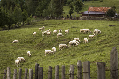 Flock of sheep on grassy field