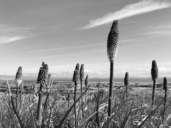 Cactus growing on field against sky