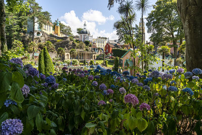 Purple flowering plants by building against sky