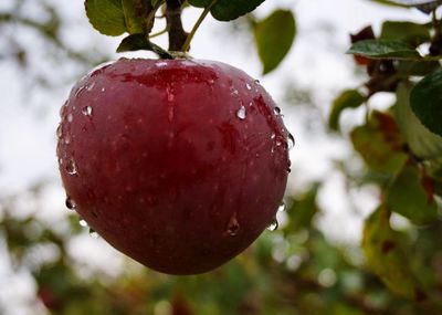 Close-up of water drops on fruit