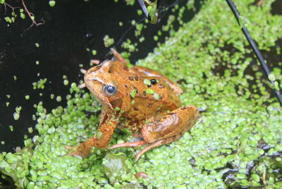 Close-up of frog in water