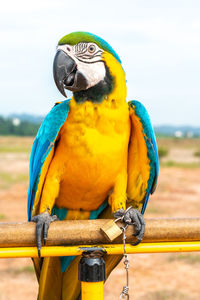 Close-up of a bird perching on wood