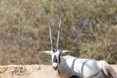 Animal in zoo during morning