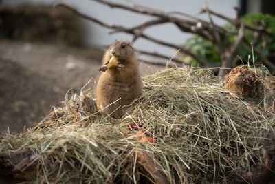 Close-up of a bird on field