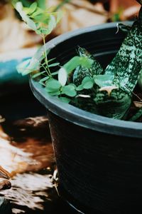 Close-up of drink on table