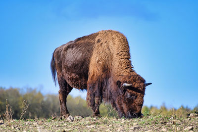 Horse grazing on field against clear blue sky