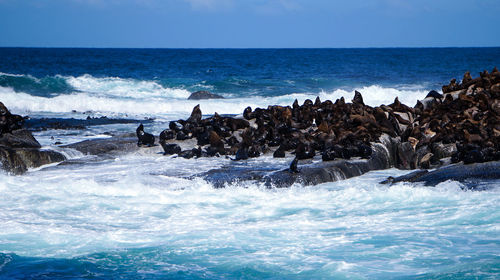 Wild seals laying in the sun of south africa seal island wild habitat adventure