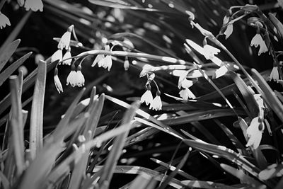 Close-up of butterfly on plants