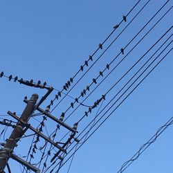 Low angle view of birds perching on cable against clear sky