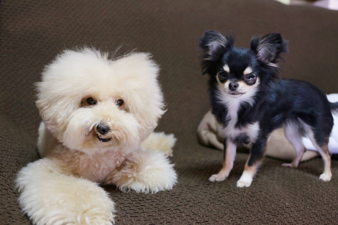 pets, animal themes, domestic animals, dog, mammal, one animal, looking at camera, indoors, portrait, young animal, two animals, cute, puppy, high angle view, togetherness, full length, sitting, home interior, flooring, no people