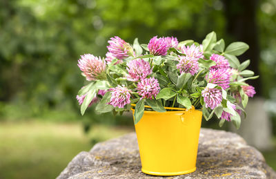 Bouquet of wild flowers kevera in a yellow bucket on a stone. purple bouquet of kevera flowers.