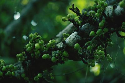 Close-up of berries growing on plant