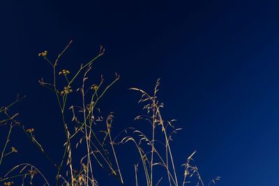 Low angle view of plants against clear blue sky