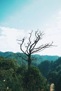 Plants growing on landscape against sky