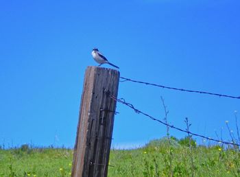 Low angle view of bird perching on wooden post against sky