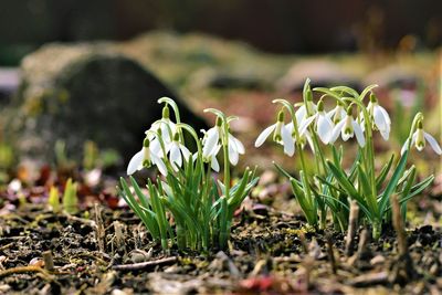 Close-up of white flowering plant on field