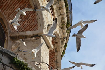 Low angle view of seagulls flying against built structure