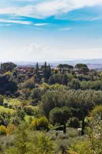 Trees on field against sky