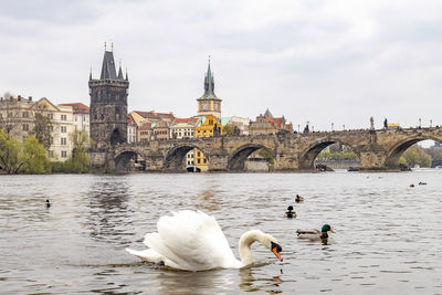 View of swans on bridge over river