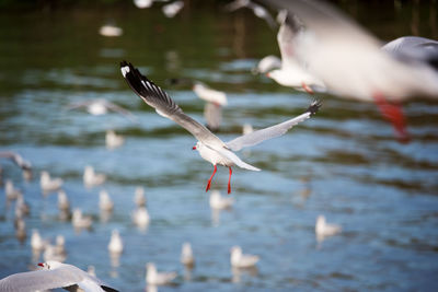 Swan flying over lake