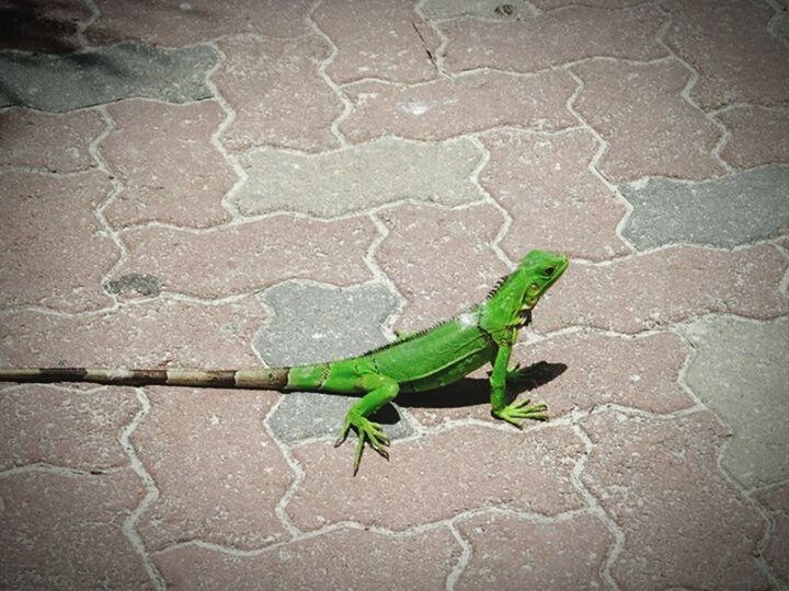one animal, animal themes, animals in the wild, wildlife, green color, insect, leaf, close-up, wall - building feature, high angle view, outdoors, lizard, plant, day, no people, nature, street, sunlight, grasshopper, wall