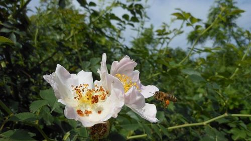 Close-up of white flowers