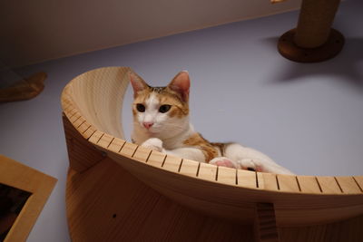 Cat sitting on wall at home