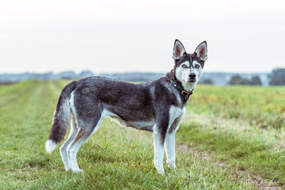 Portrait of dog on field