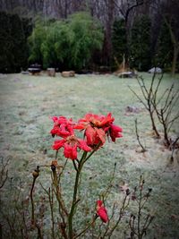 Close-up of red flower against trees