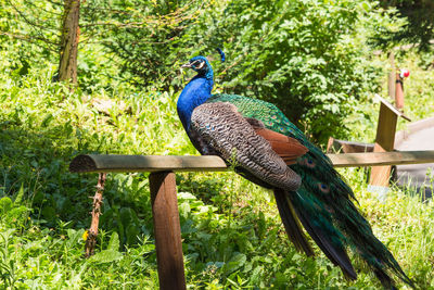 Peacock perching on wood