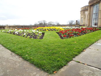 Flowers growing in park