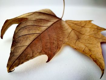 Close-up of dried leaf