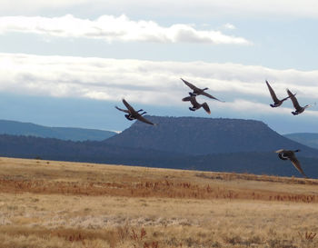 Birds flying over landscape against sky