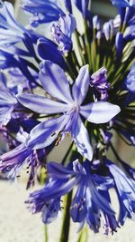 Close-up of purple flowering plant