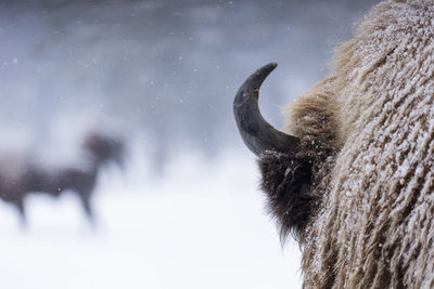 Close-up of horse on snow field