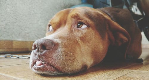 Close-up portrait of dog