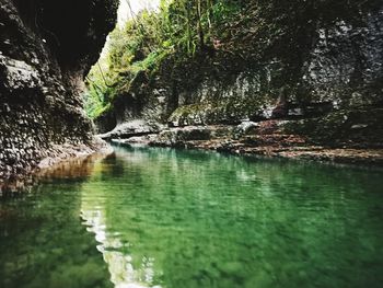 Scenic view of river amidst trees in forest