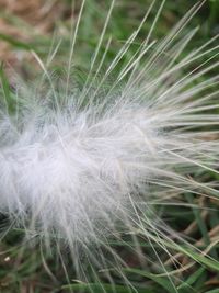 Close up of dandelion