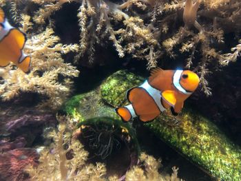 Fish swimming in sea