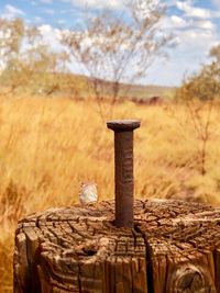 View of bird on wooden post in field
