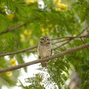 Low angle view of owl perching on tree