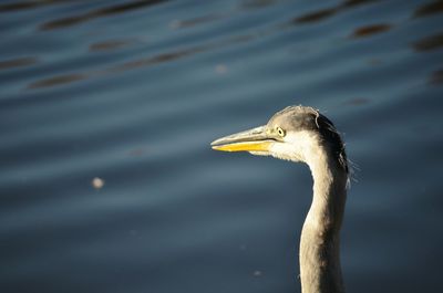 Close-up of heron