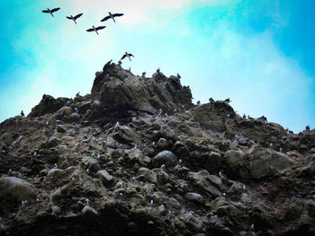 Low angle view of birds flying over rock