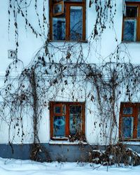 House on snow covered tree by building