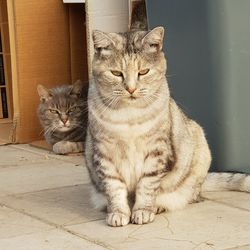 Portrait of cat sitting