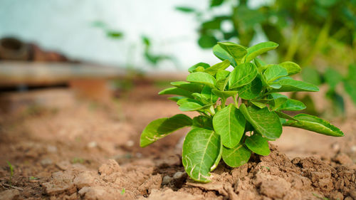 Close-up of plant growing on field