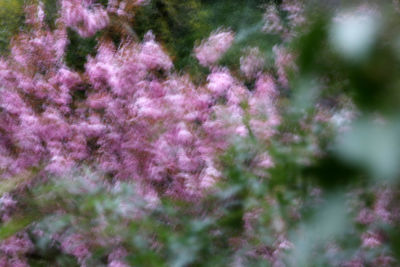 Close-up of purple flowers